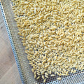 Orzo
